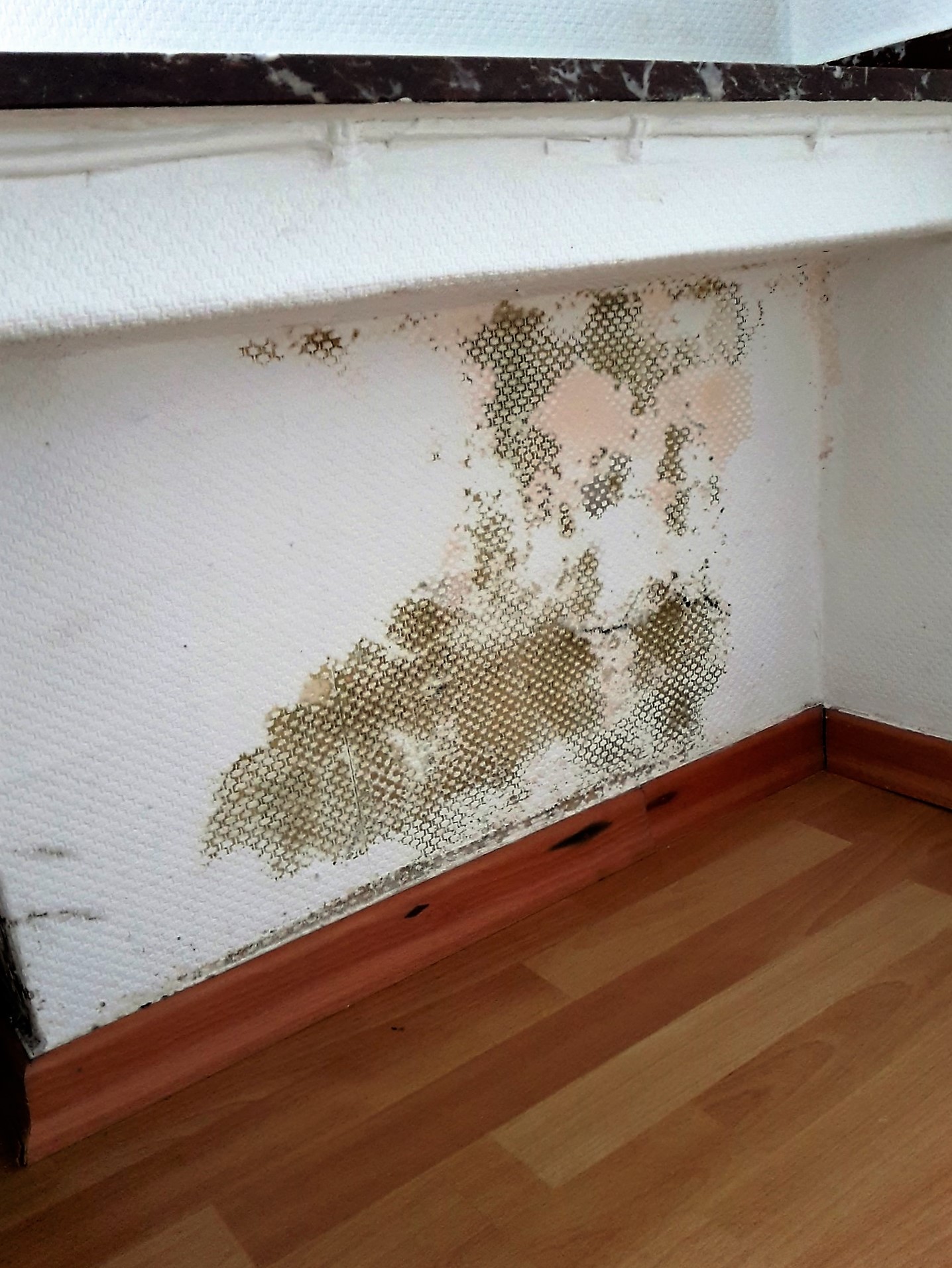 <strong>Schimmel</strong> unter Tapete? 2 Schimmel unter Tapete, Schimmel wächst durch Tapete, Tapetenschimmel, Schimmel hinter Tapete, Schimmel auf Tapete, Tapetenschimmel, Schimmel auf der Tapete - Baubiologe erklärt