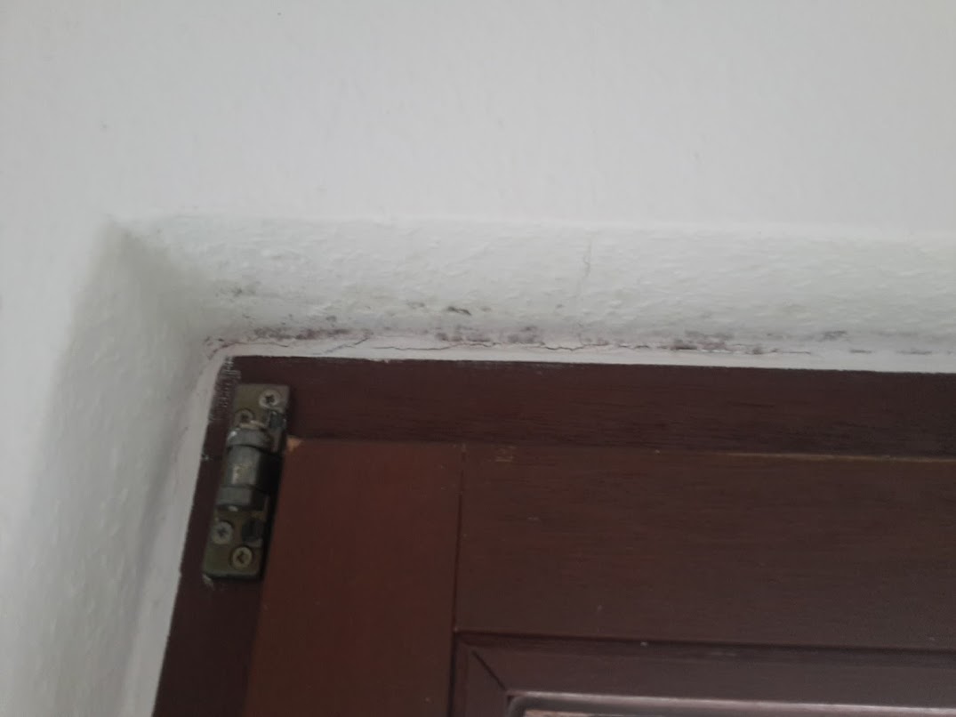 Schimmel Fensterwange Fensterrahmen Schimmel
